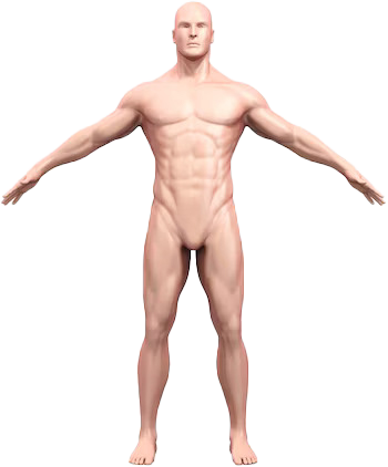 Human Body